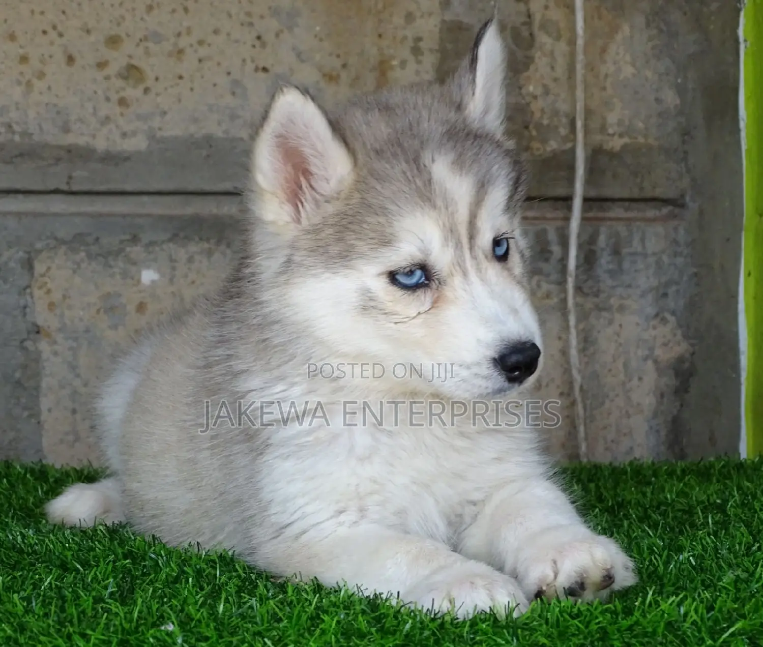 1-3 months Female Purebred Siberian Husky