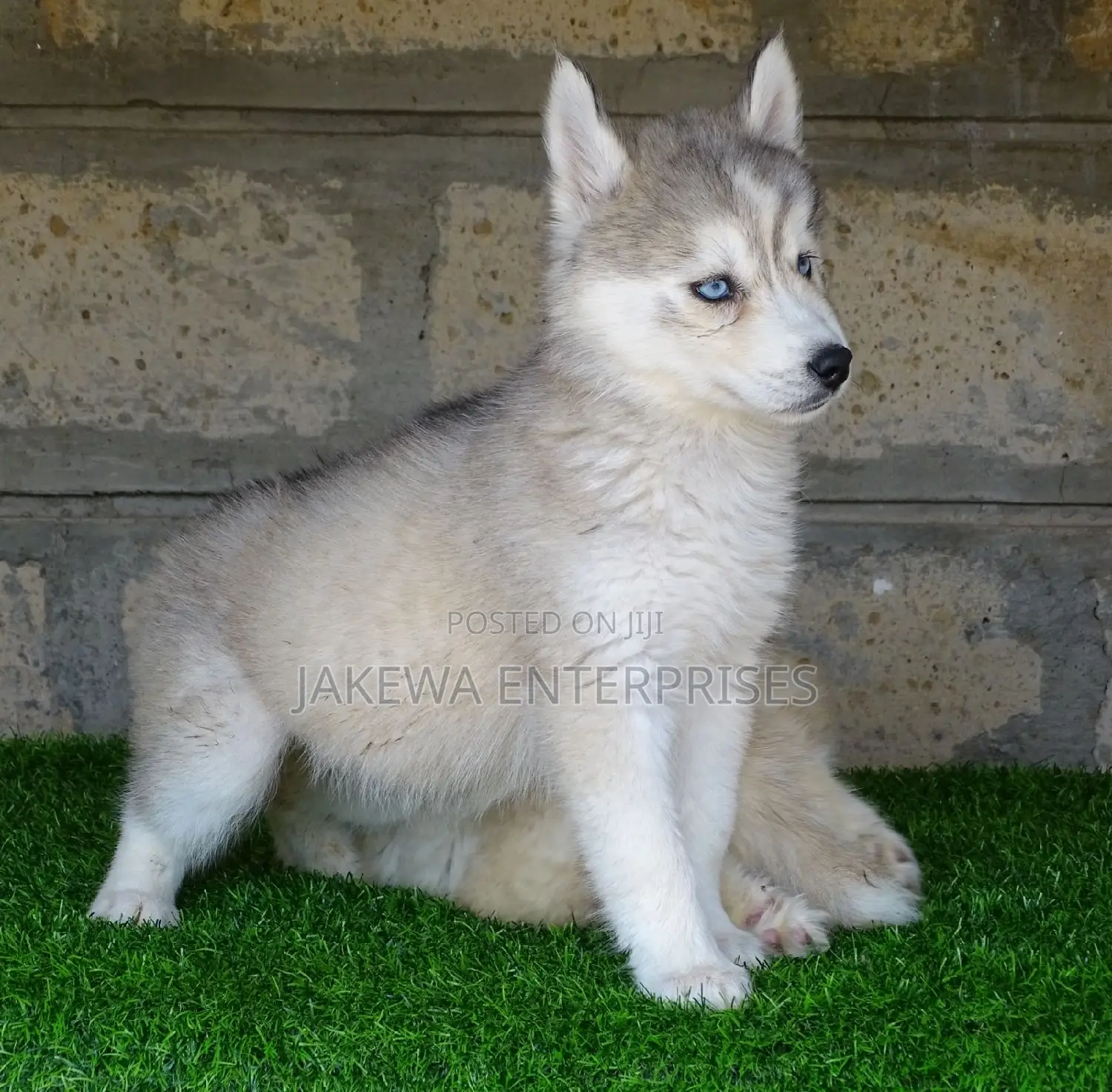 1-3 months Female Purebred Siberian Husky