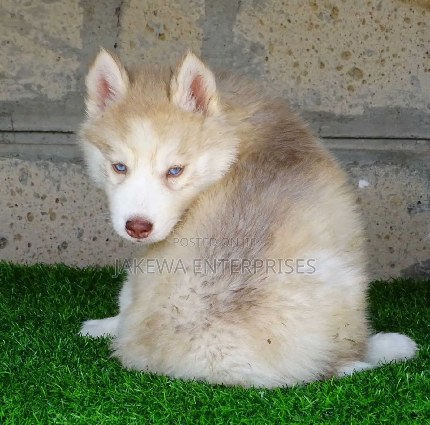 1-3 months Male Purebred Siberian Husky