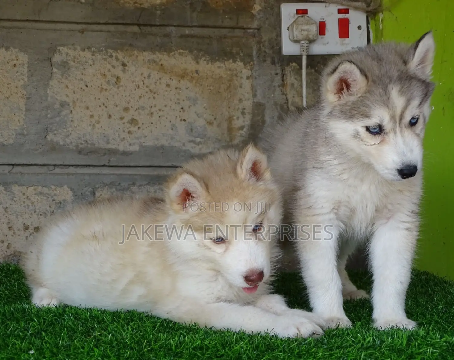 1-3 months Female Purebred Siberian Husky