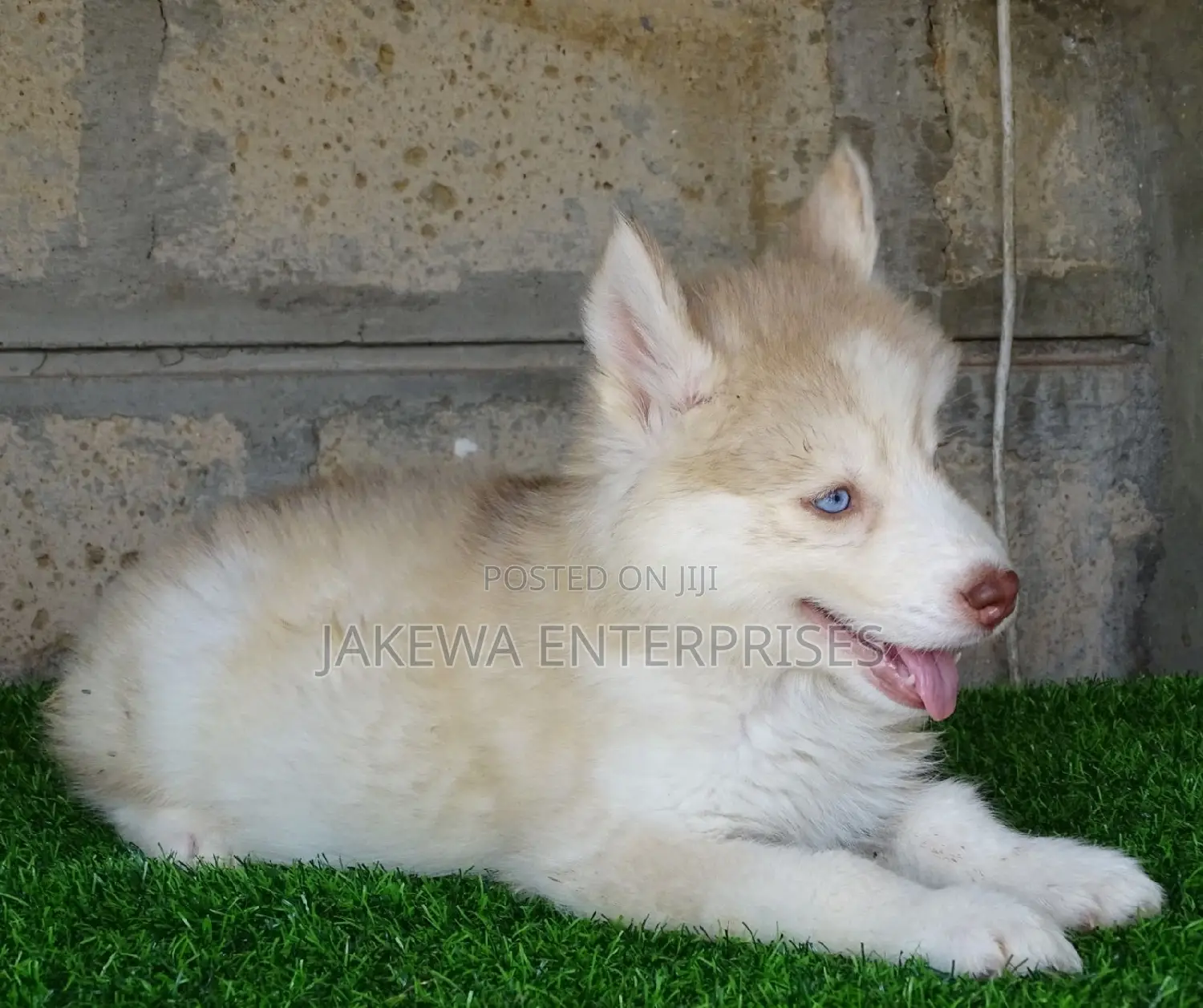 1-3 months Male Purebred Siberian Husky