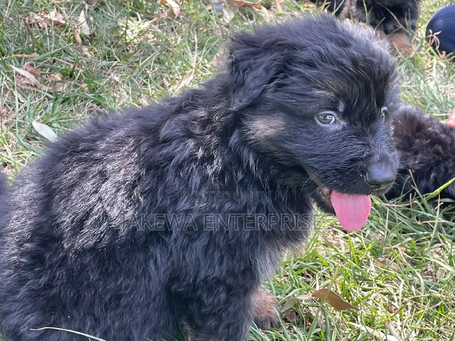 1-3 months Female Purebred German Shepherd