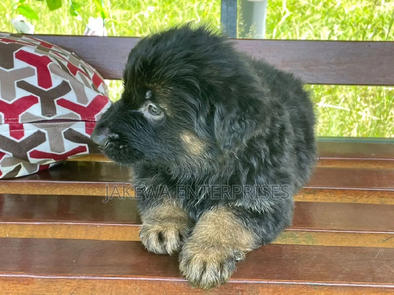 1-3 months Female Purebred German Shepherd
