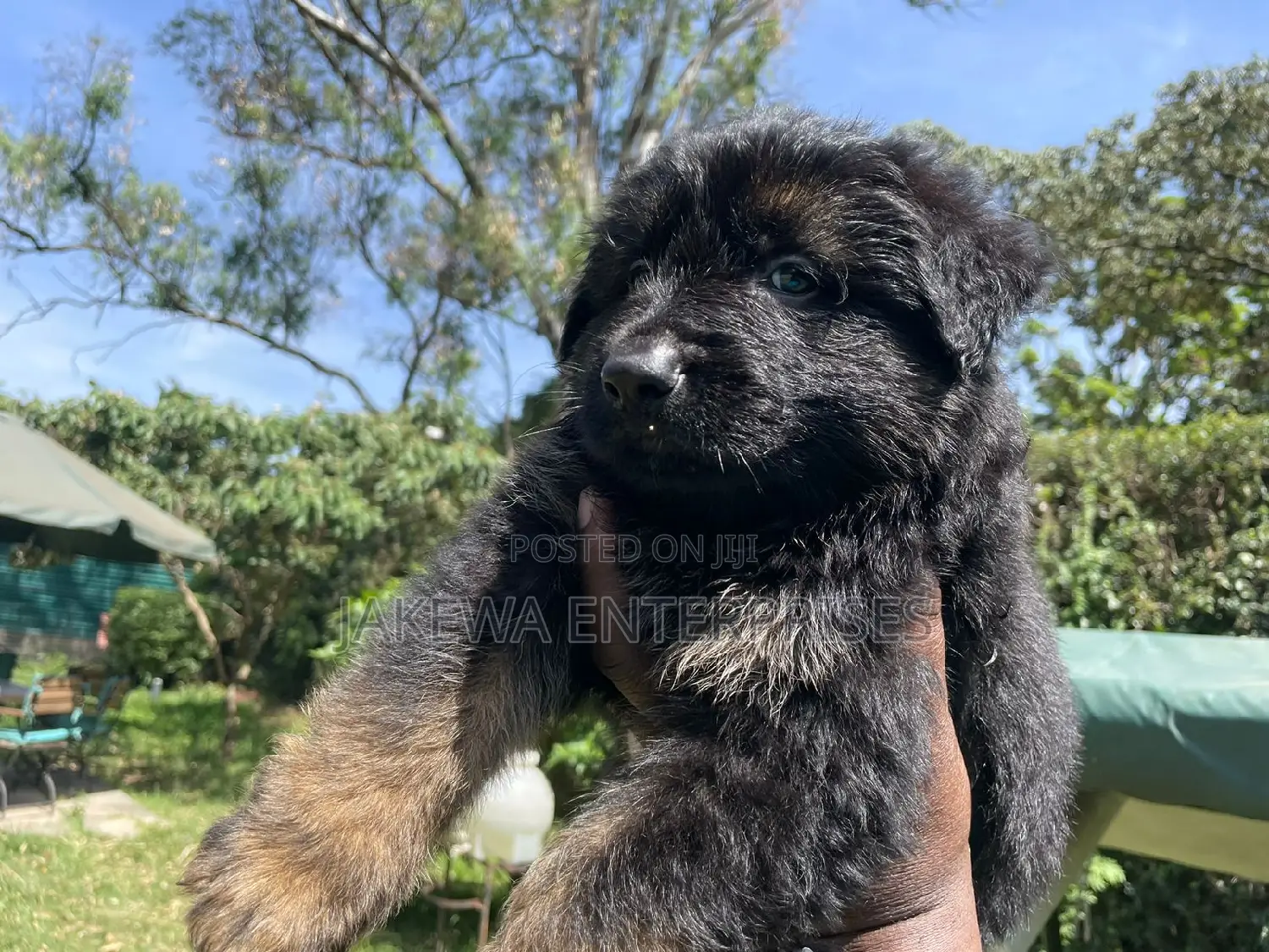 1-3 months Female Purebred German Shepherd
