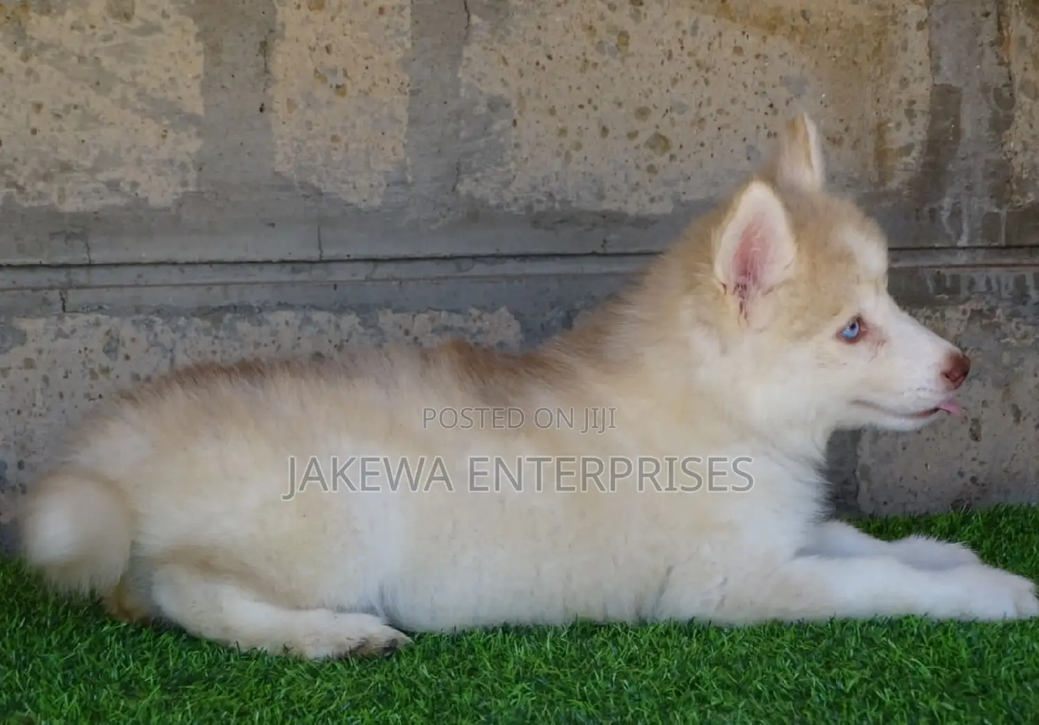 1-3 months Female Purebred Siberian Husky