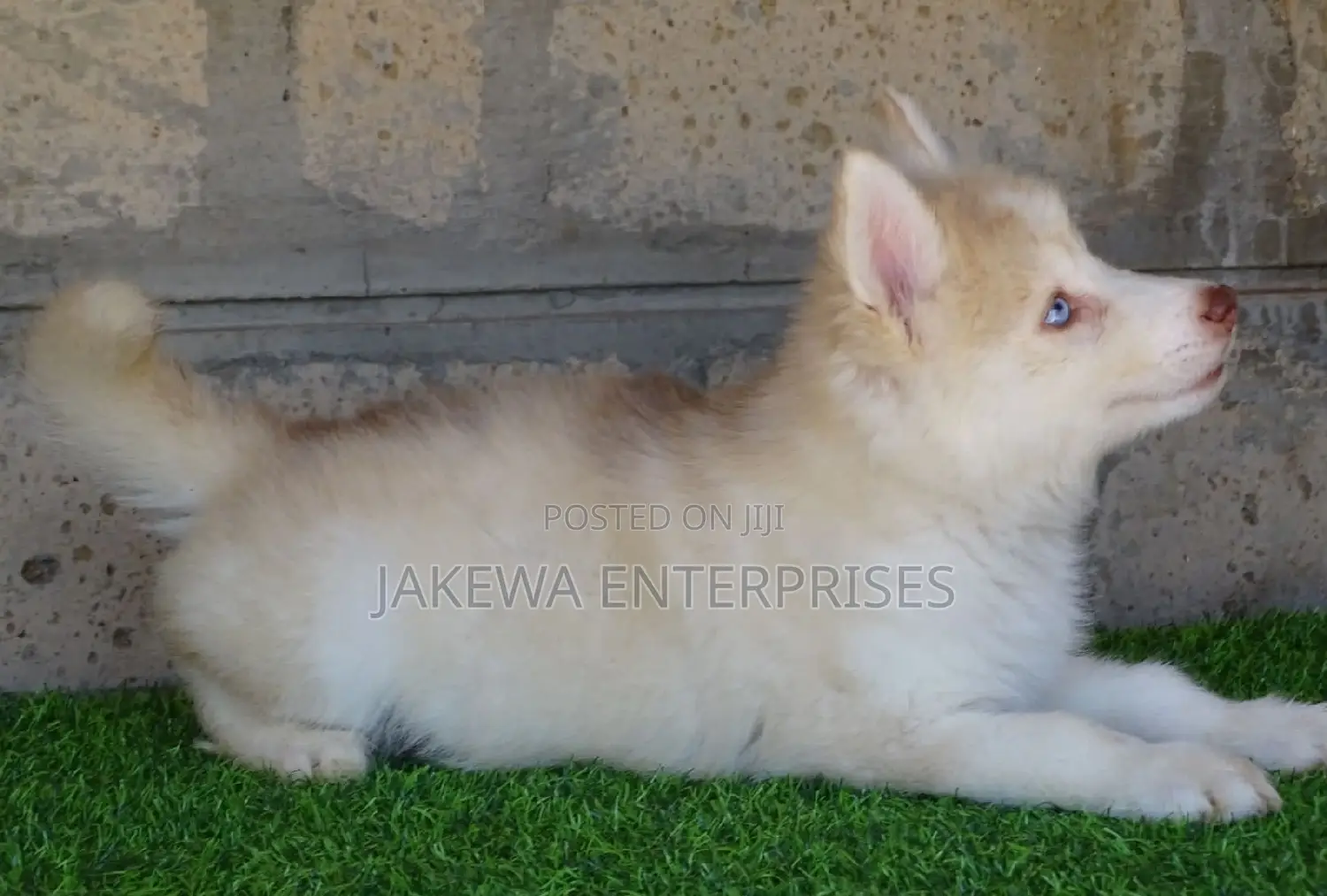 1-3 months Female Purebred Siberian Husky