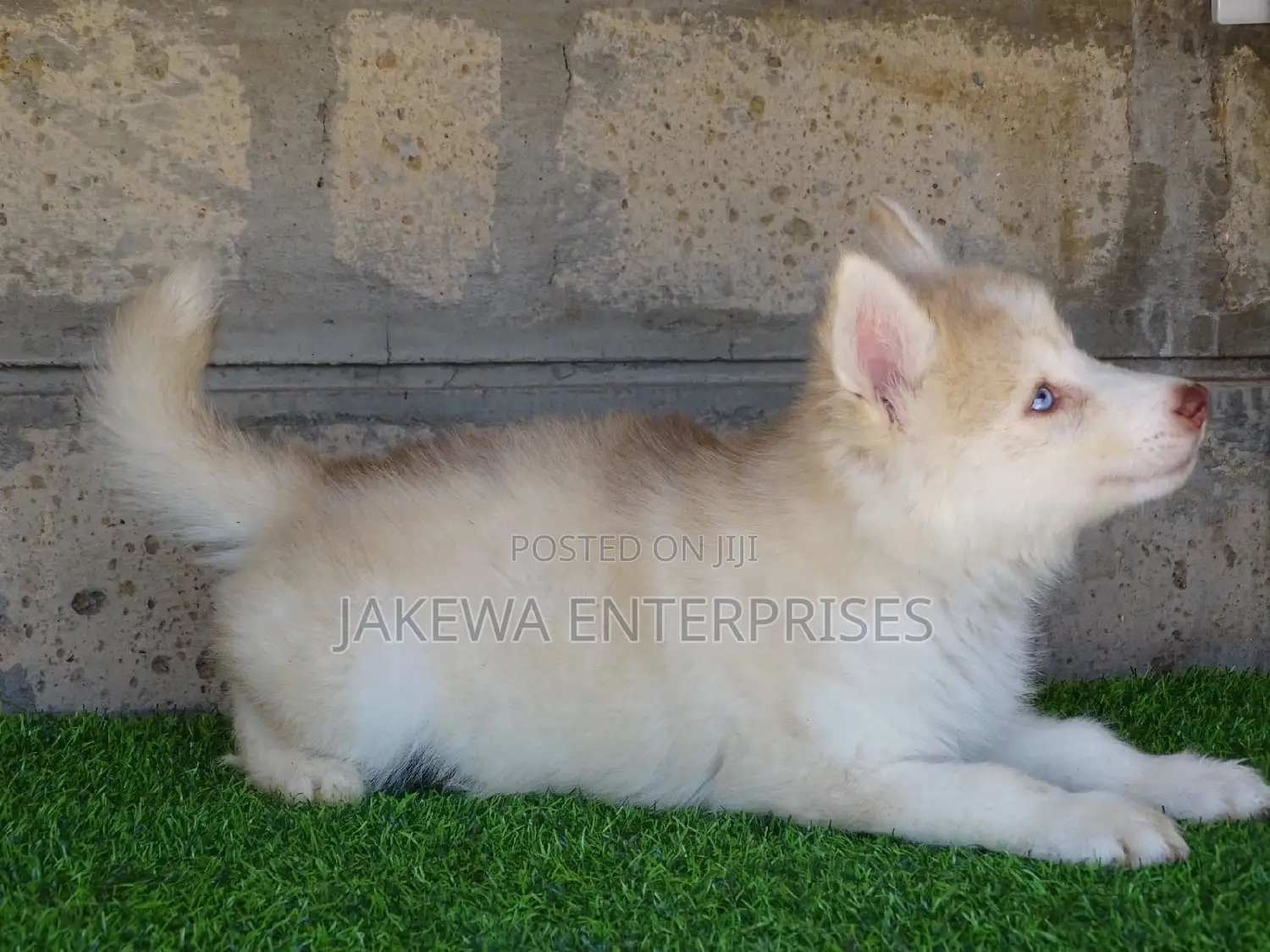 1-3 months Female Purebred Siberian Husky