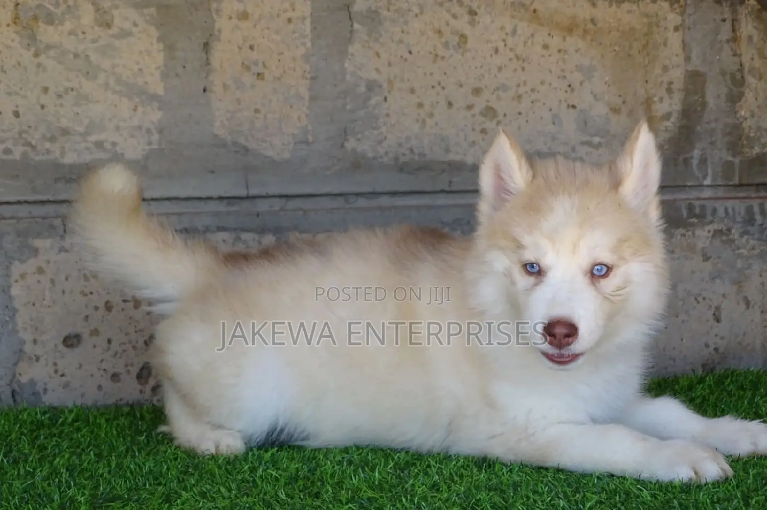 1-3 months Female Purebred Siberian Husky