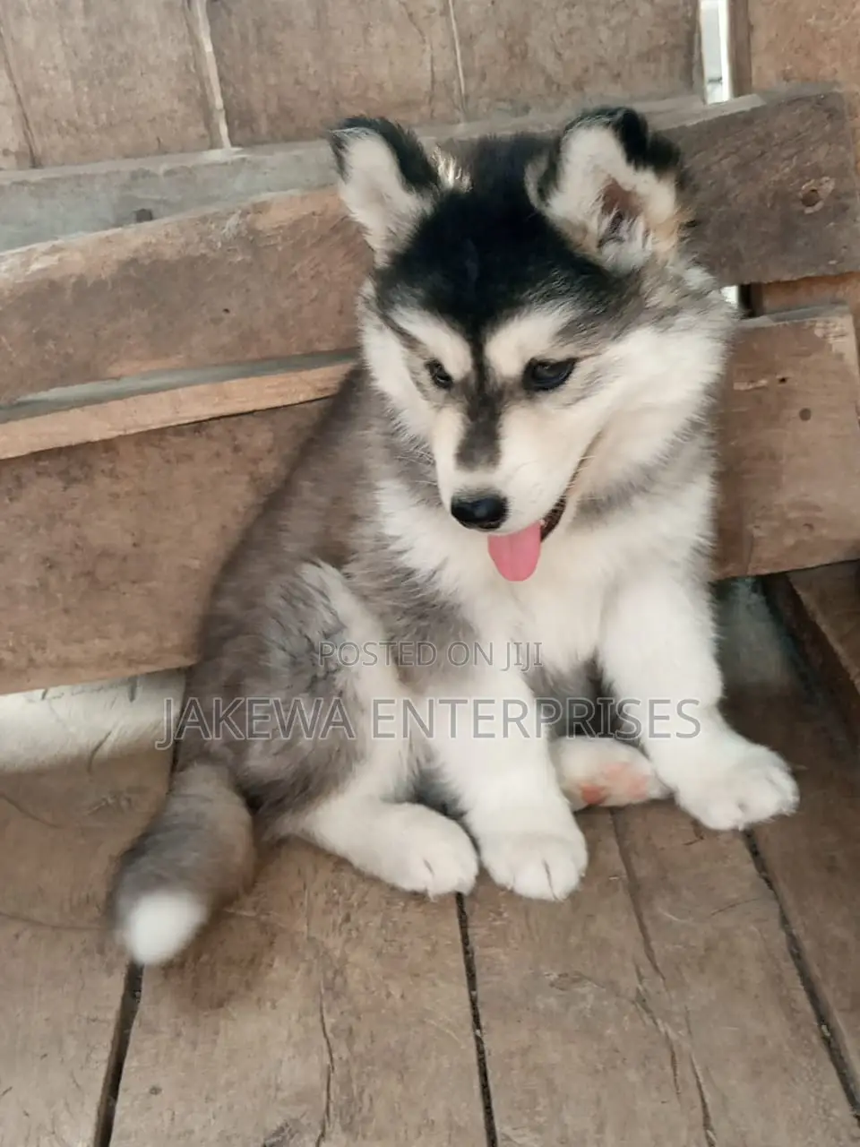 1-3 months Female Purebred Siberian Husky