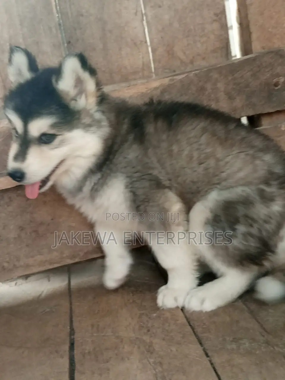 1-3 months Male Purebred Siberian Husky