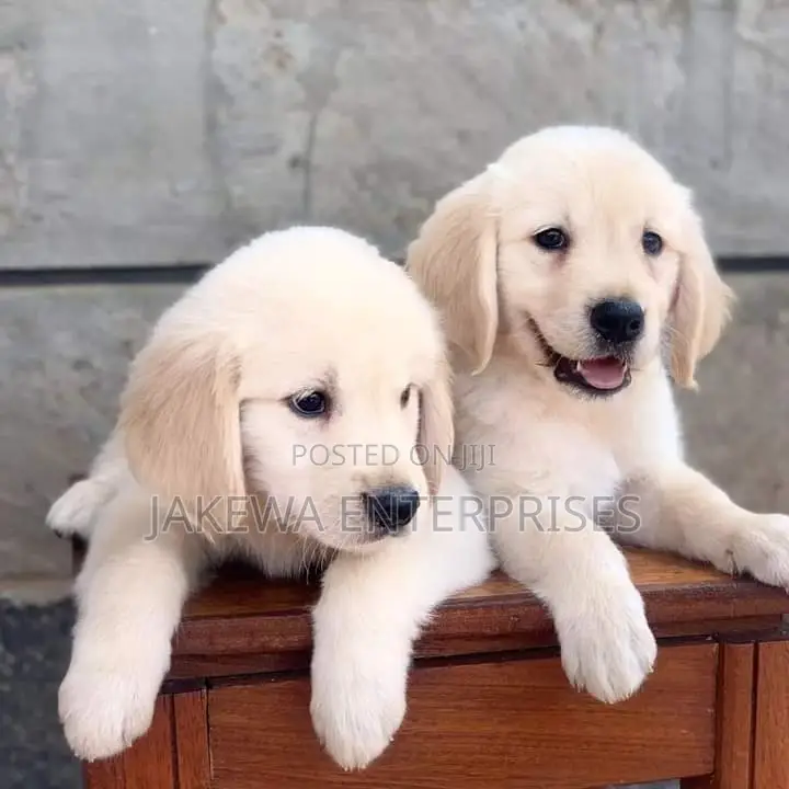 1-3 months Male Purebred Golden Retriever