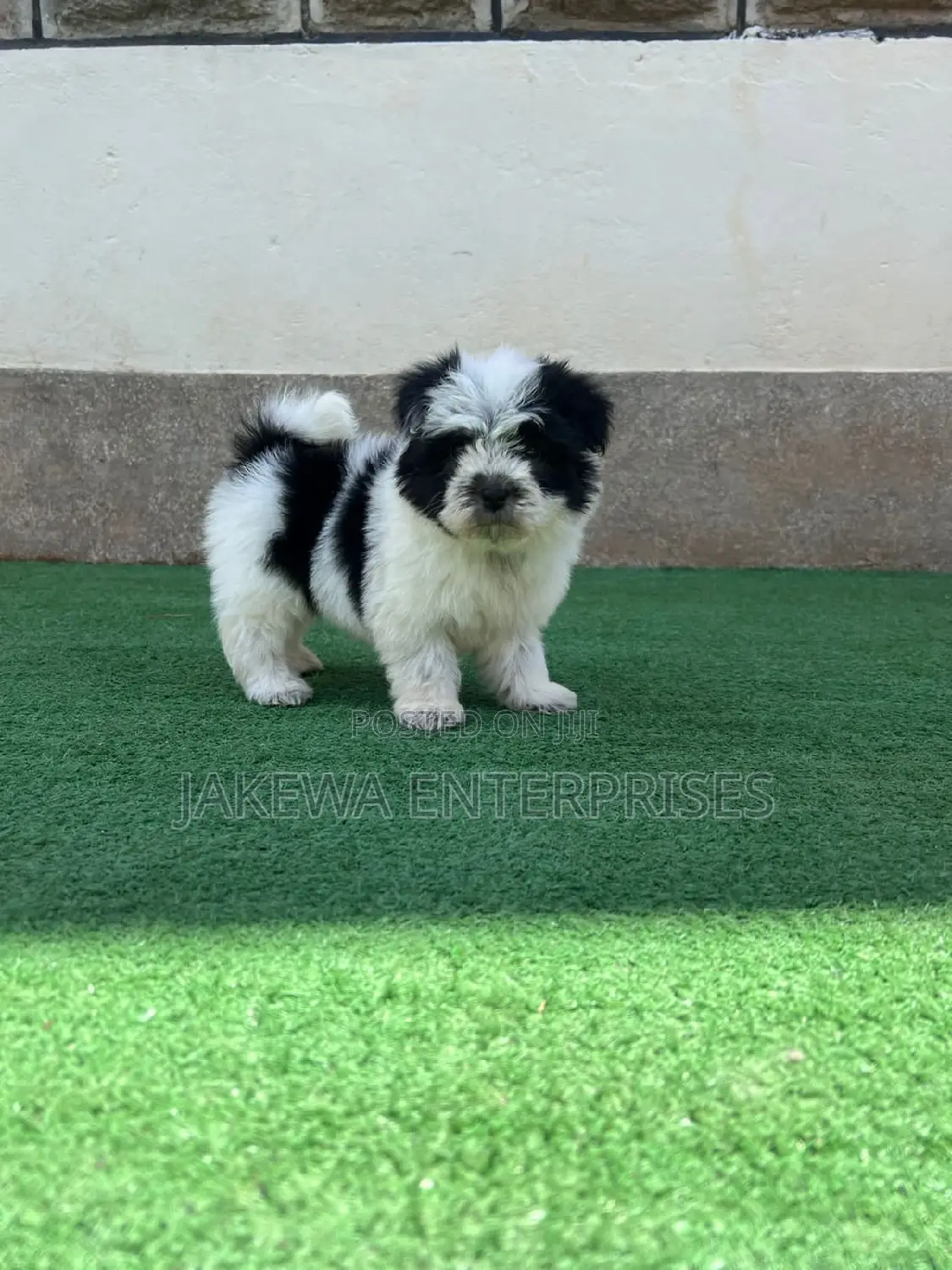 1-3 months Male Purebred Havanese