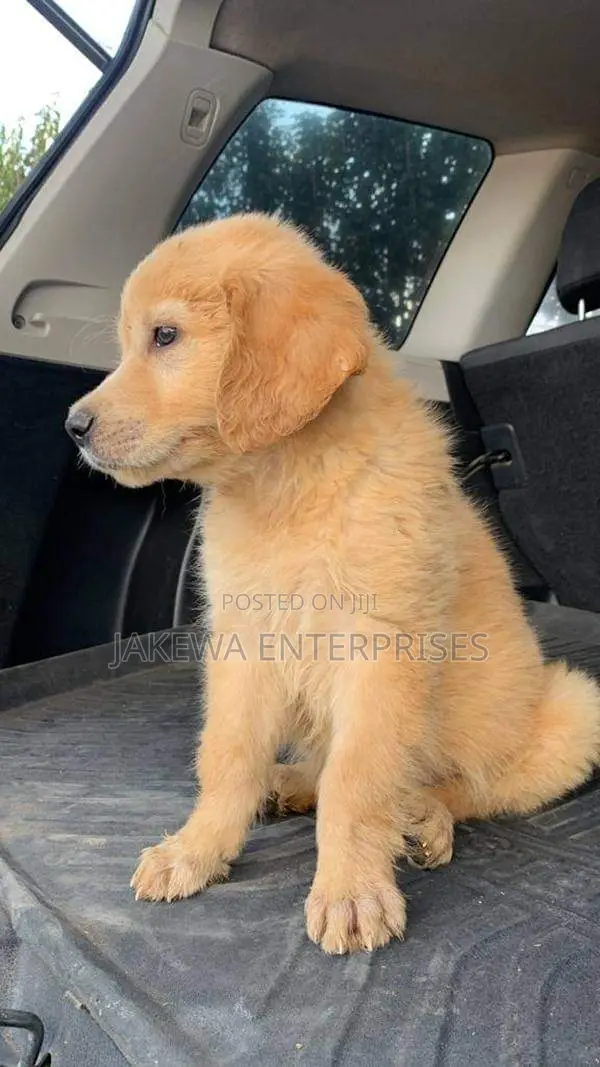 1-3 months Female Purebred Golden Retriever