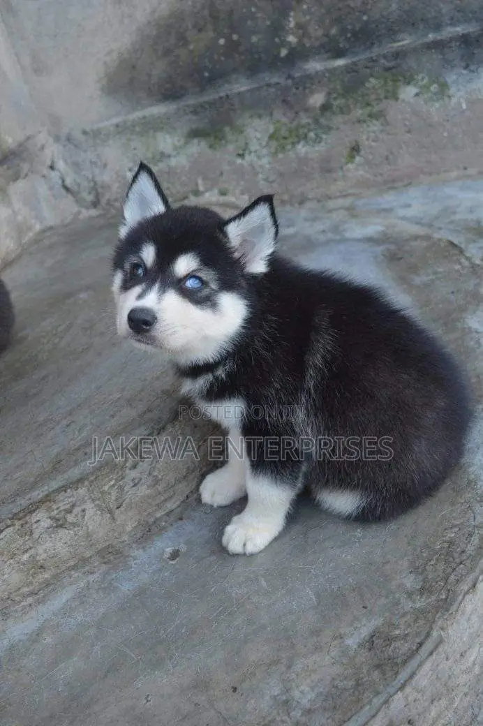 1-3 months Female Purebred Siberian Husky