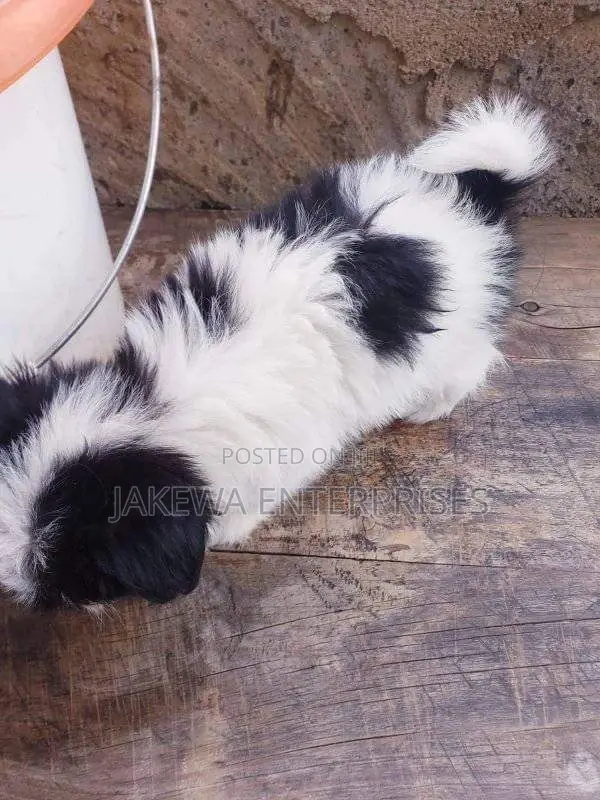 1-3 months Male Purebred Havanese