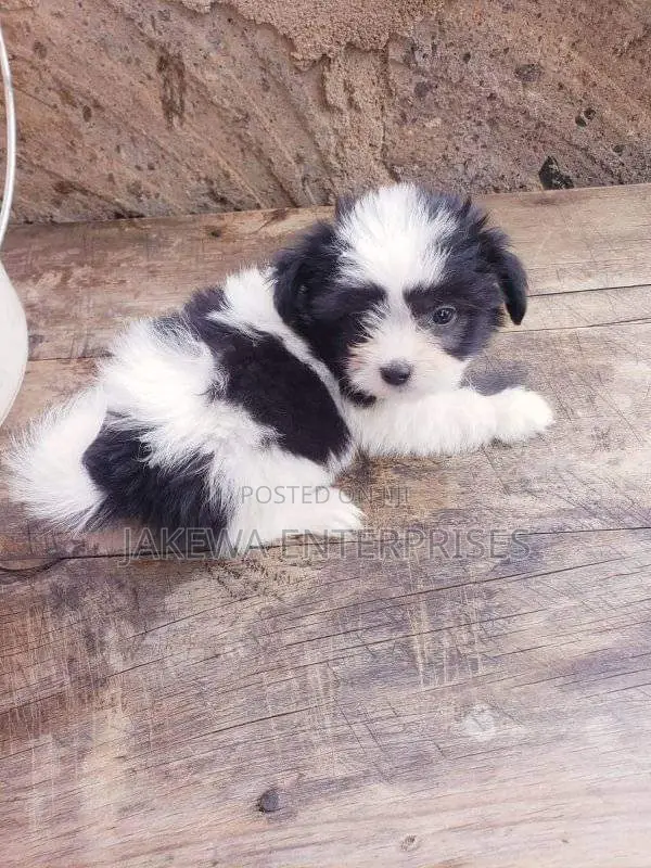 1-3 months Male Purebred Havanese
