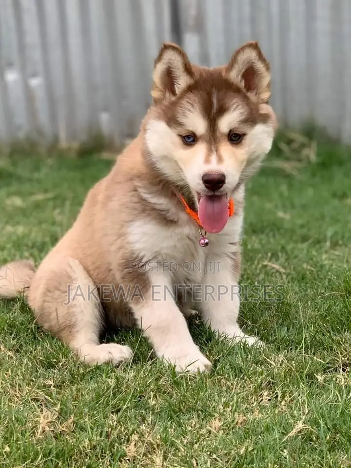 1-3 months Male Purebred Siberian Husky