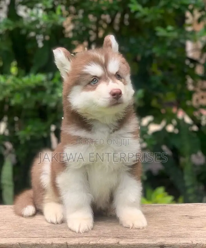 1-3 months Female Purebred Siberian Husky