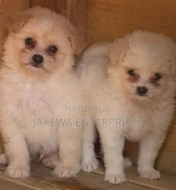 1-3 months Male Purebred Havanese