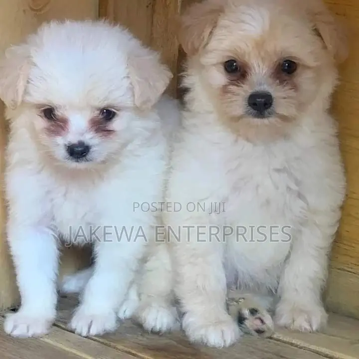 1-3 months Male Purebred Havanese