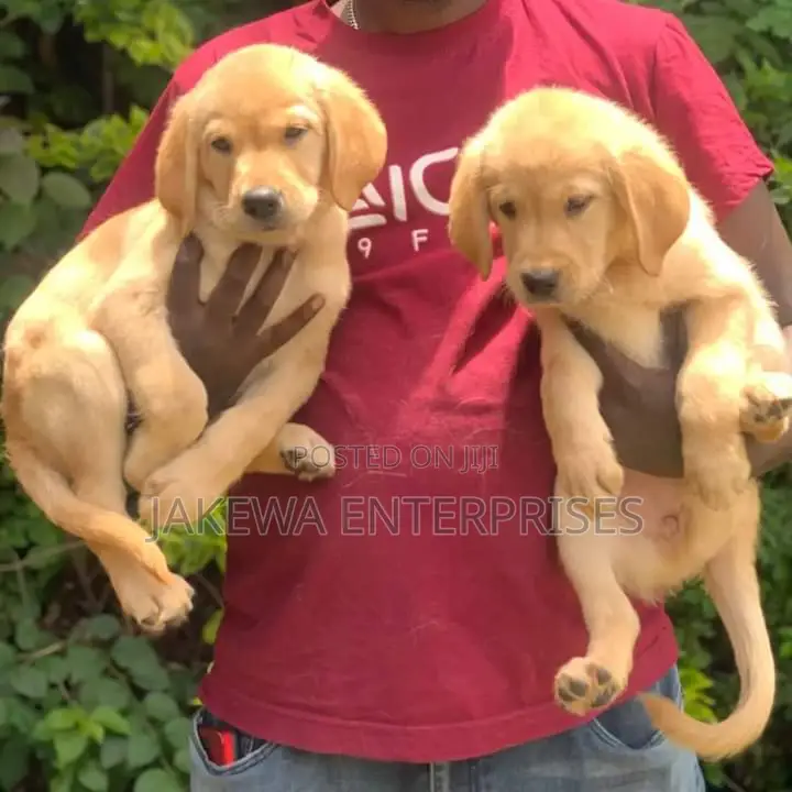 1-3 months Male Purebred Golden Retriever