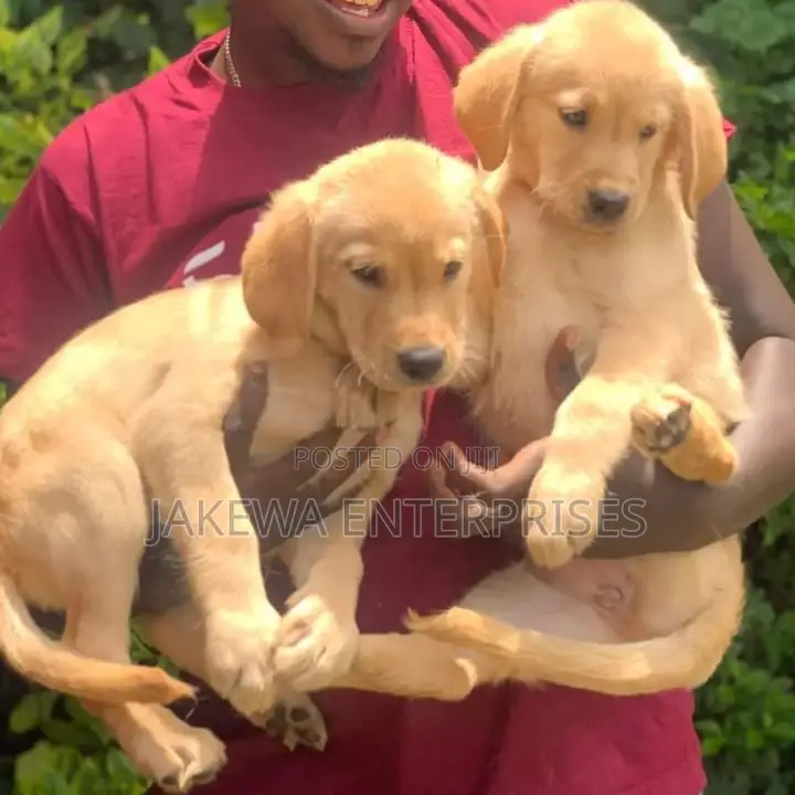 1-3 months Female Purebred Golden Retriever