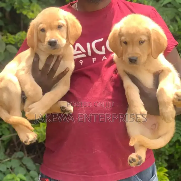 1-3 months Female Purebred Golden Retriever