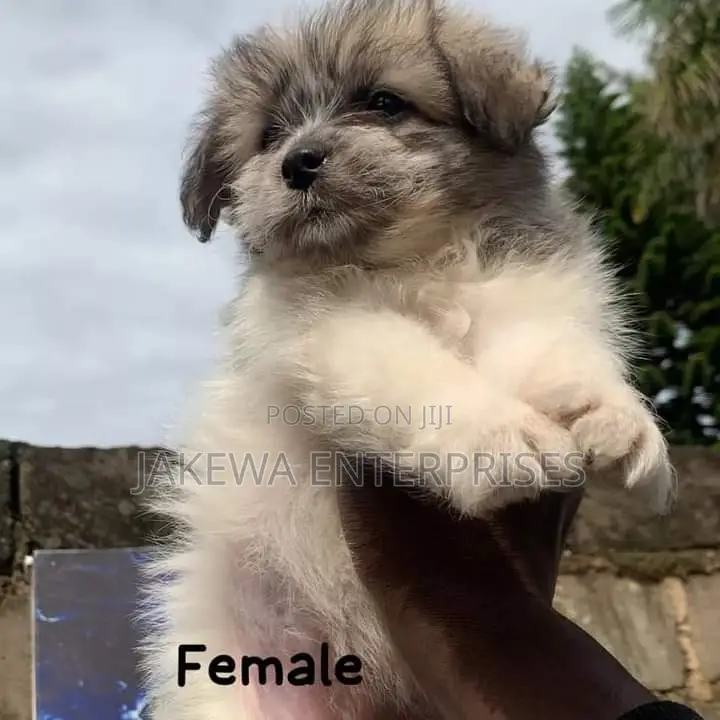 1-3 months Female Purebred Havanese
