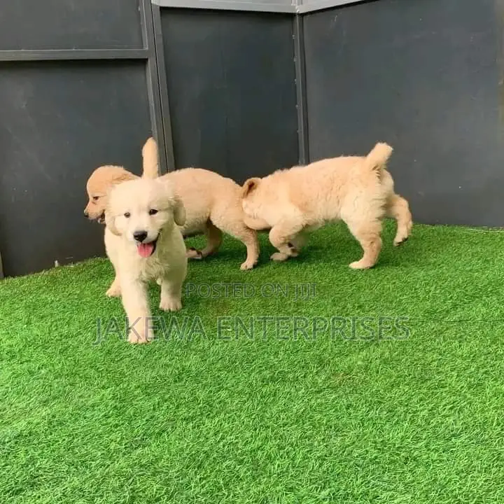 1-3 months Male Purebred Golden Retriever