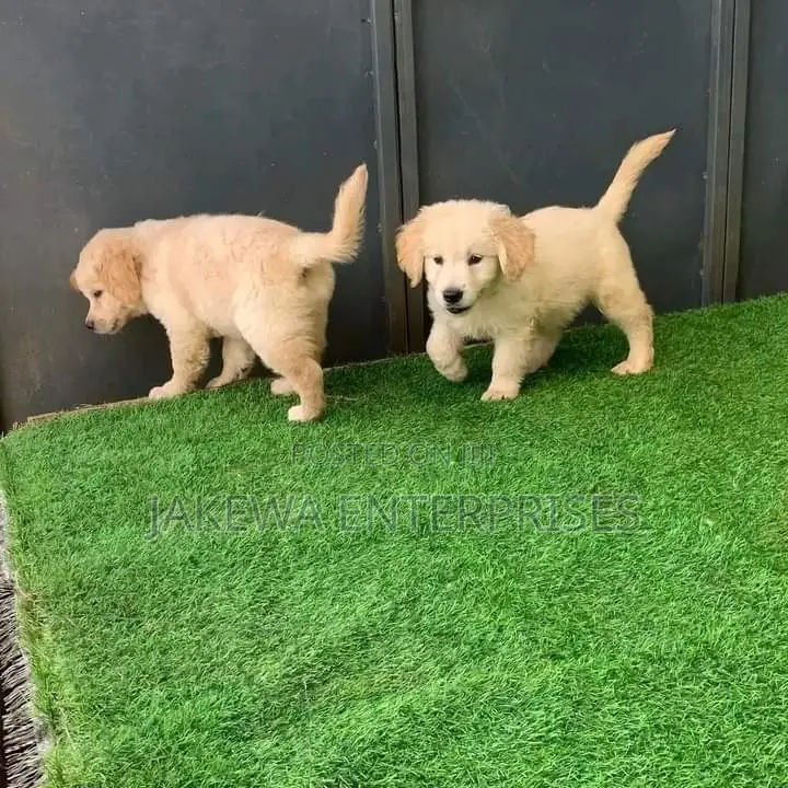 1-3 months Male Purebred Golden Retriever