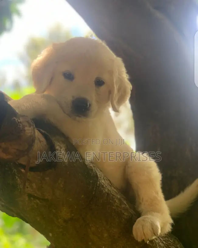 1-3 months Male Purebred Golden Retriever