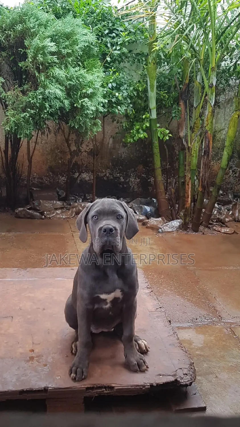 1-3 months Male Purebred Cane Corso