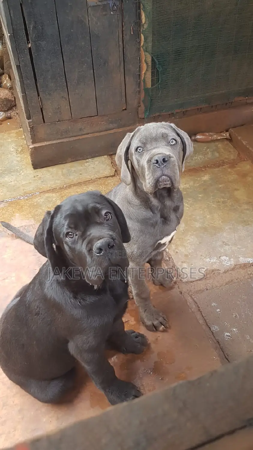 1-3 months Female Purebred Cane Corso