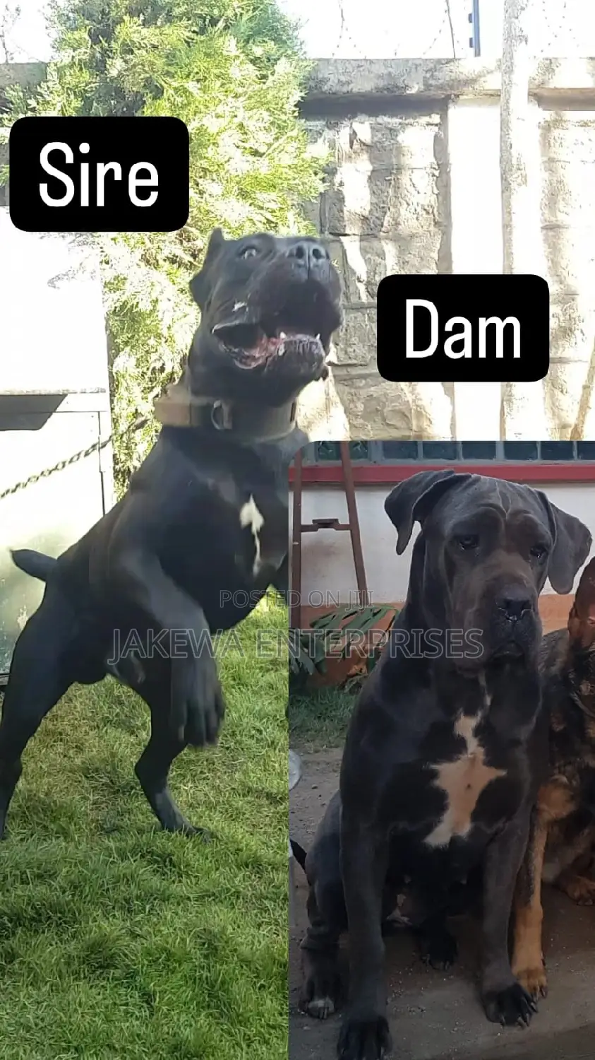 1-3 months Female Purebred Cane Corso