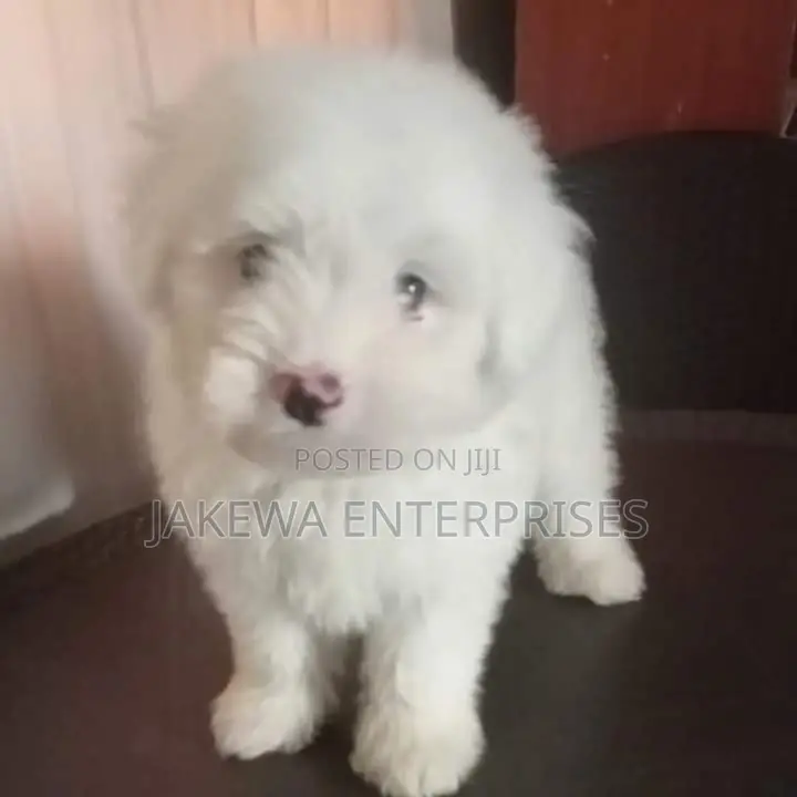 1-3 months Male Purebred Maltese
