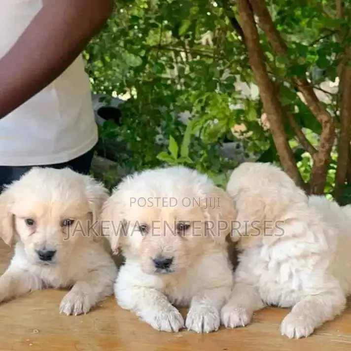 1-3 months Male Purebred Golden Retriever