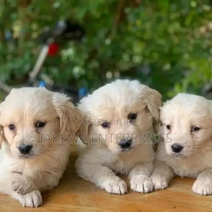 1-3 months Female Purebred Golden Retriever