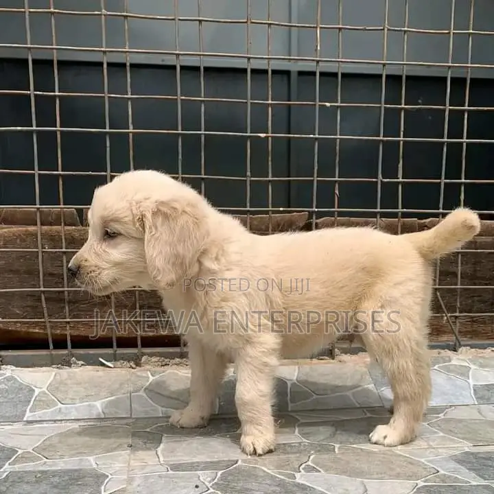 1-3 months Female Purebred Golden Retriever