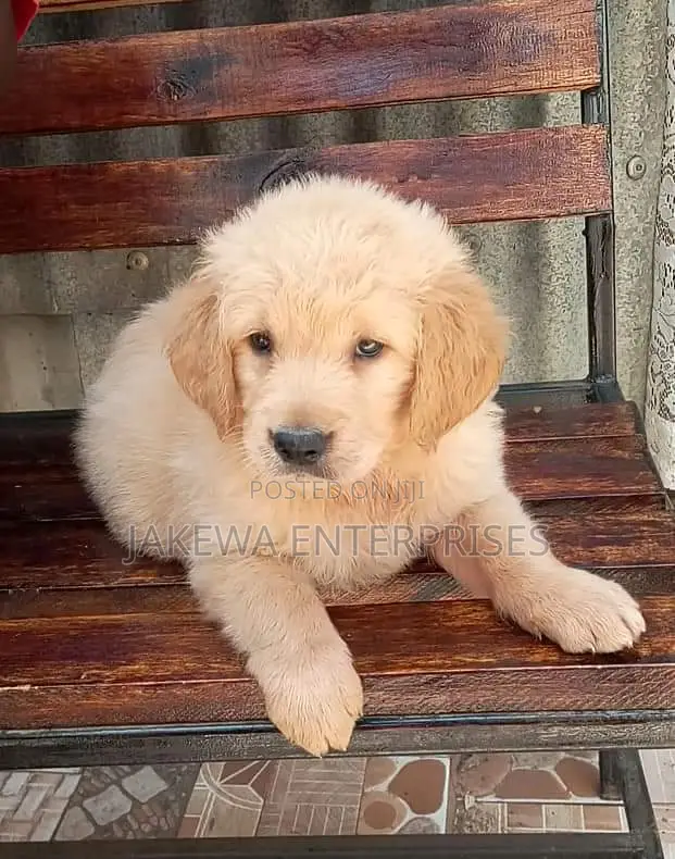 1-3 months Male Purebred Golden Retriever