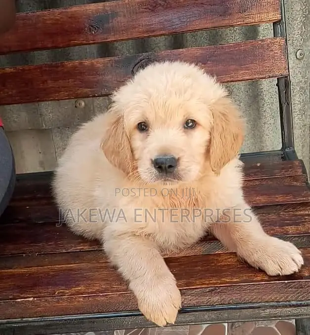 1-3 months Male Purebred Golden Retriever