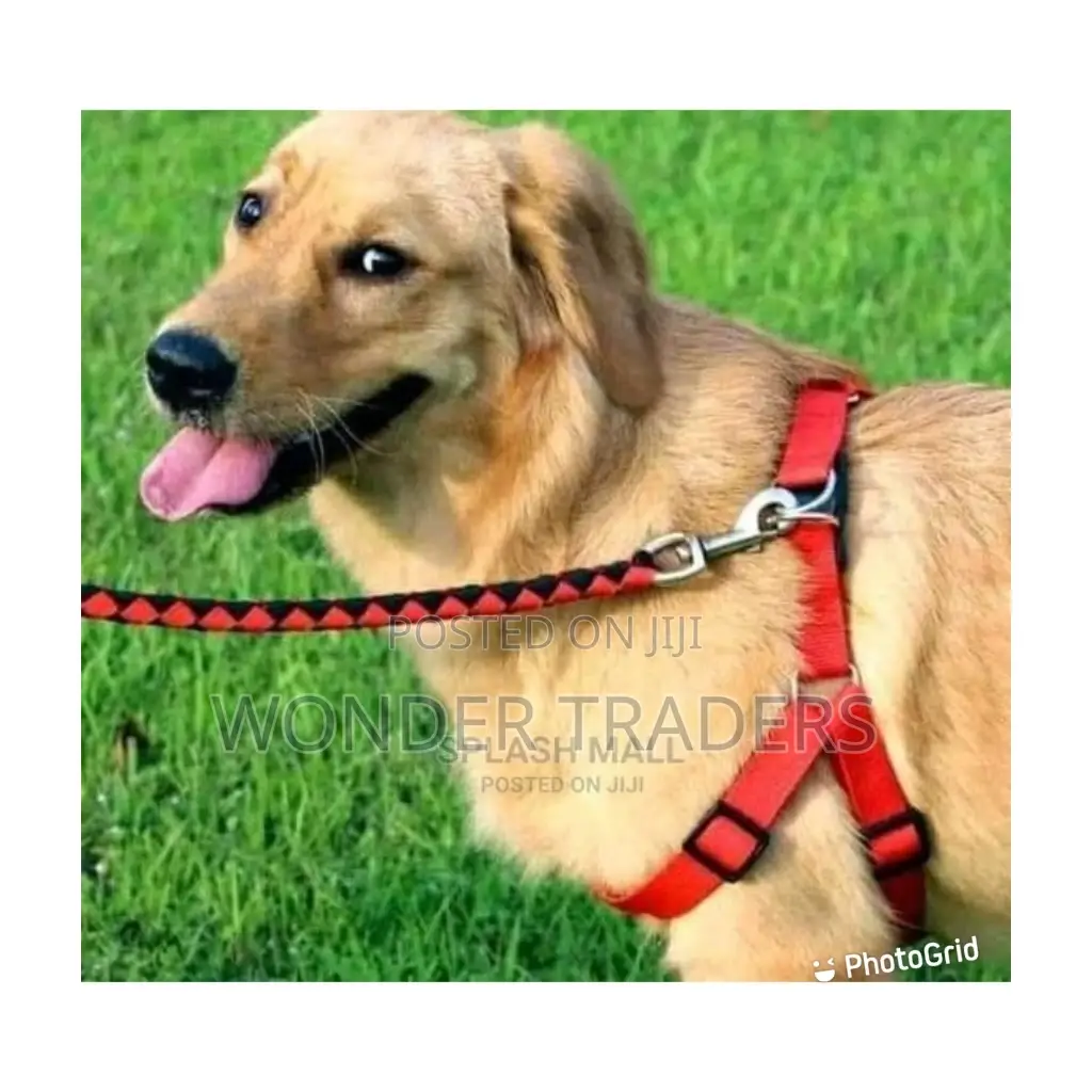 Dog Leash With Harness