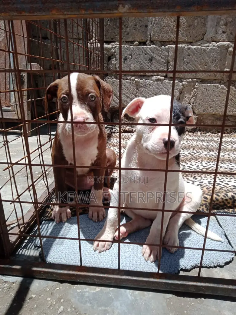 1-3 months Female Purebred American Pit Bull Terrier