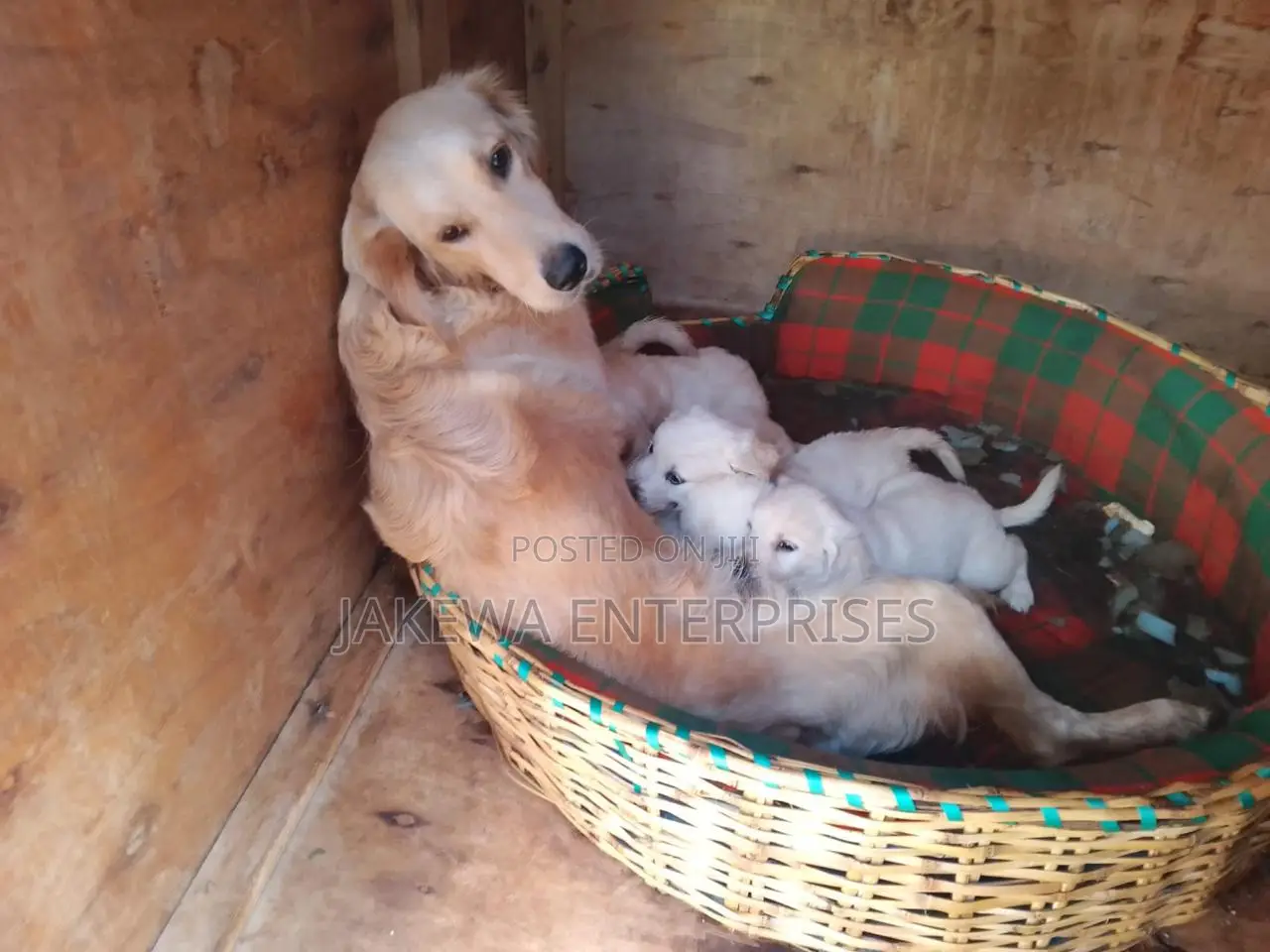 1-3 months Female Purebred Golden Retriever