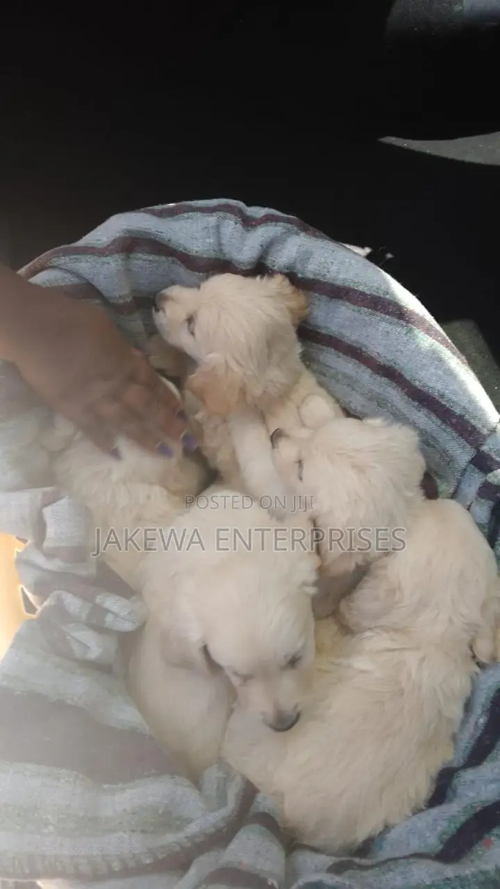 1-3 months Female Purebred Golden Retriever