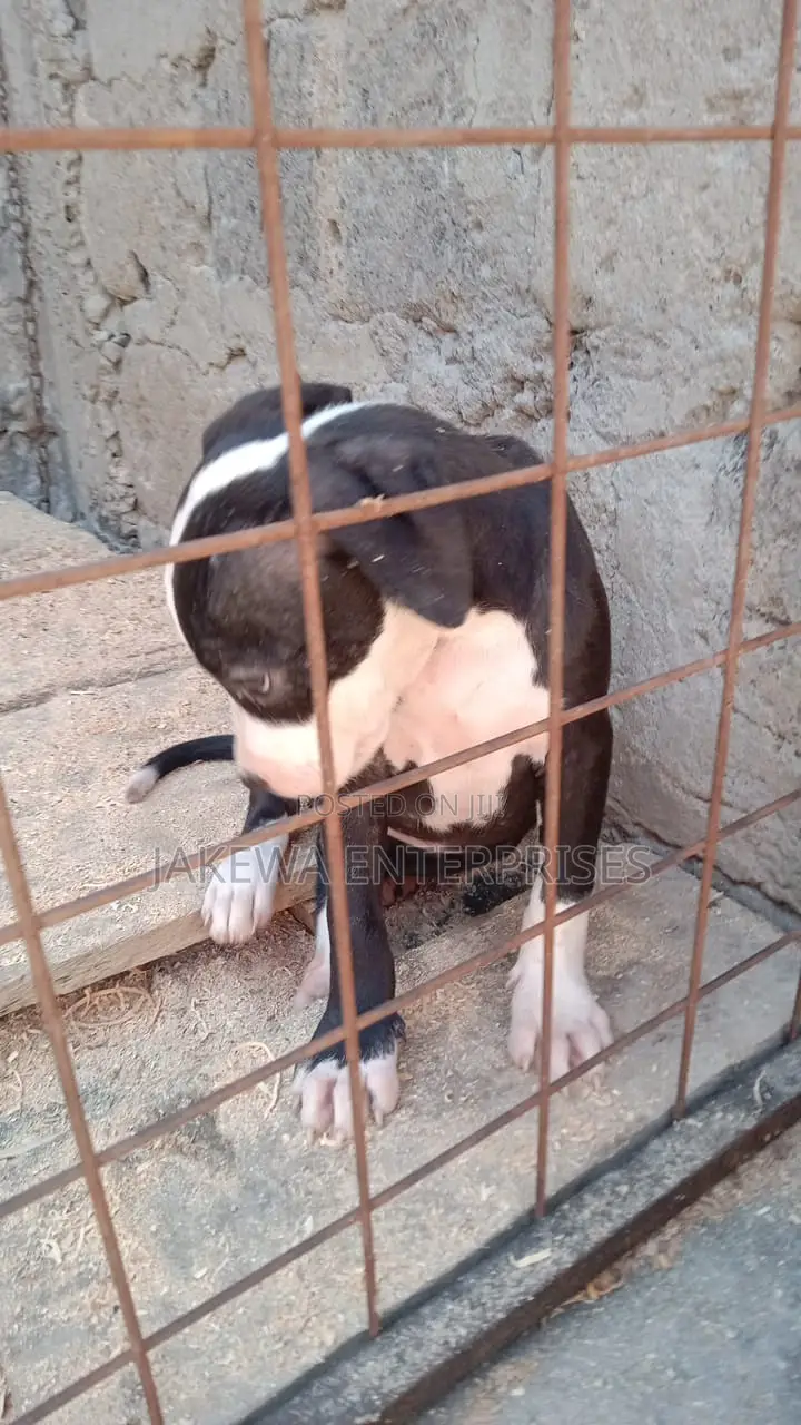 1-3 months Female Purebred American Pit Bull Terrier