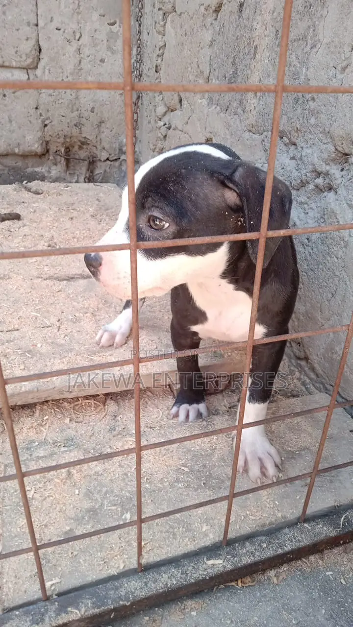 1-3 months Female Purebred American Pit Bull Terrier