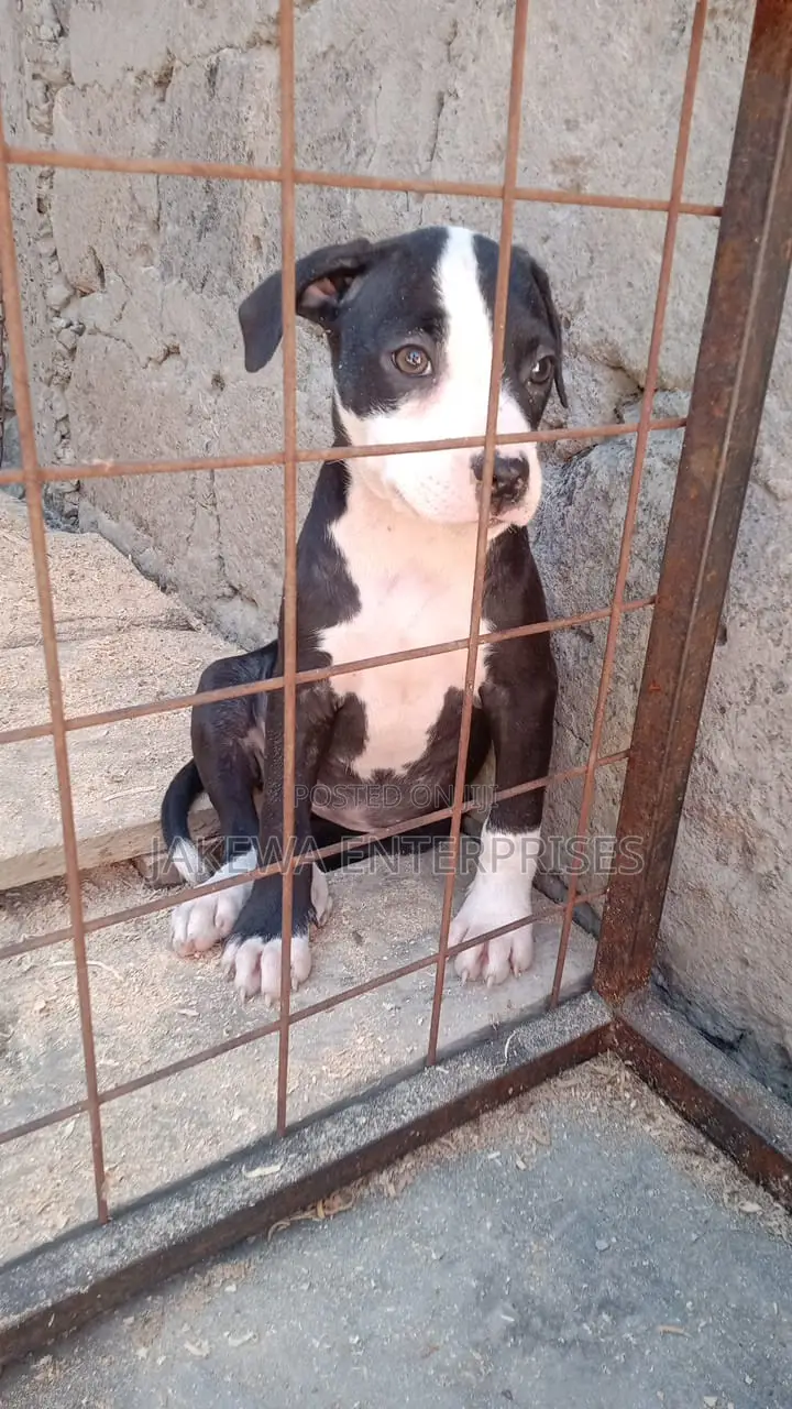 1-3 months Female Purebred American Pit Bull Terrier