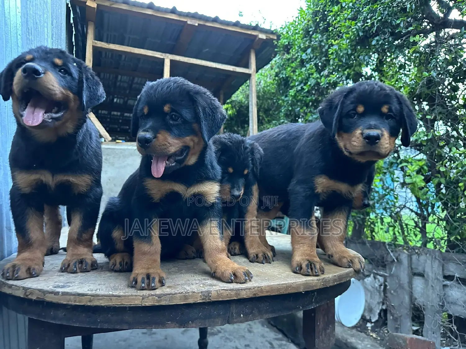 1-3 months Male Purebred Rottweiler