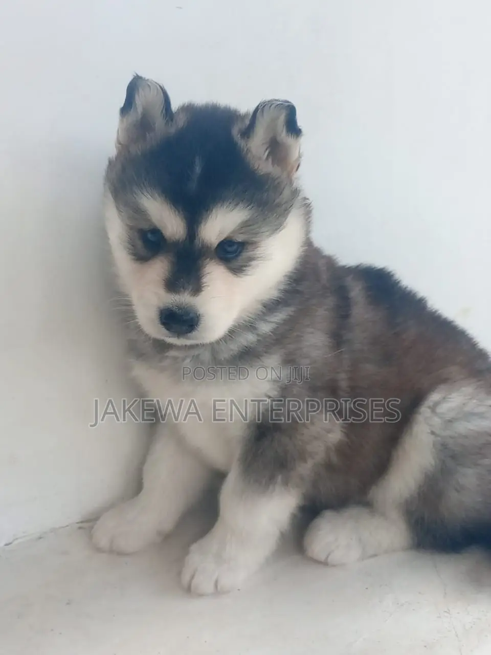 1-3 months Male Purebred Siberian Husky