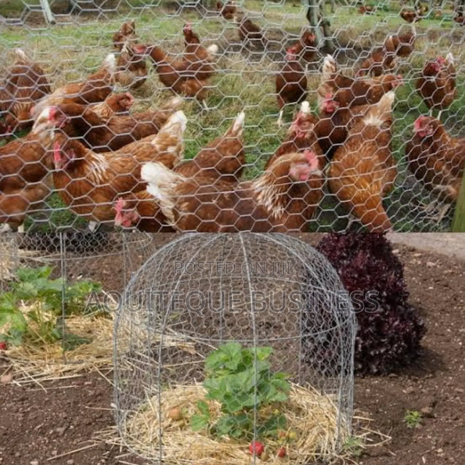Chicken Wire . Available